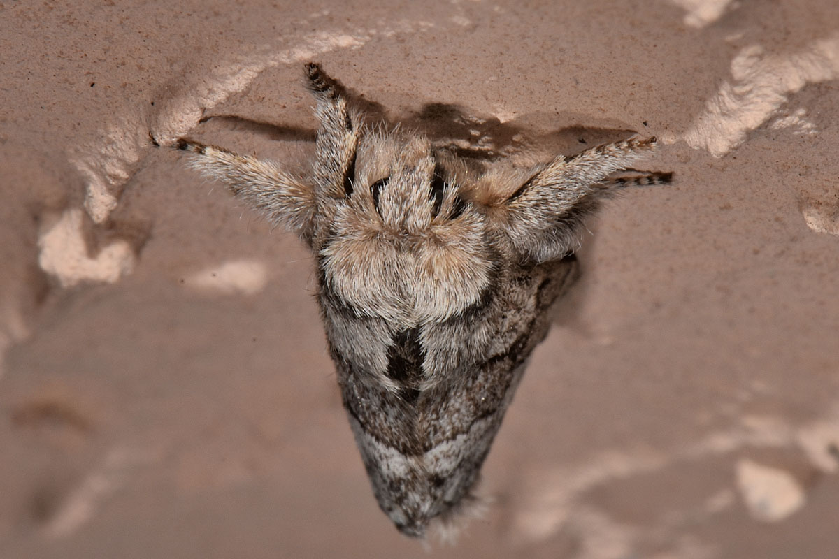 Noctuidae? No, Lasiocampidae - Trichiura crataegi